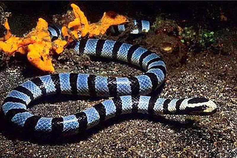 海蛇.jpg