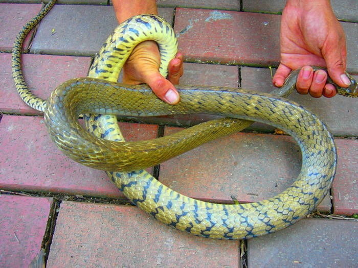 毒蛇 (3).JPG